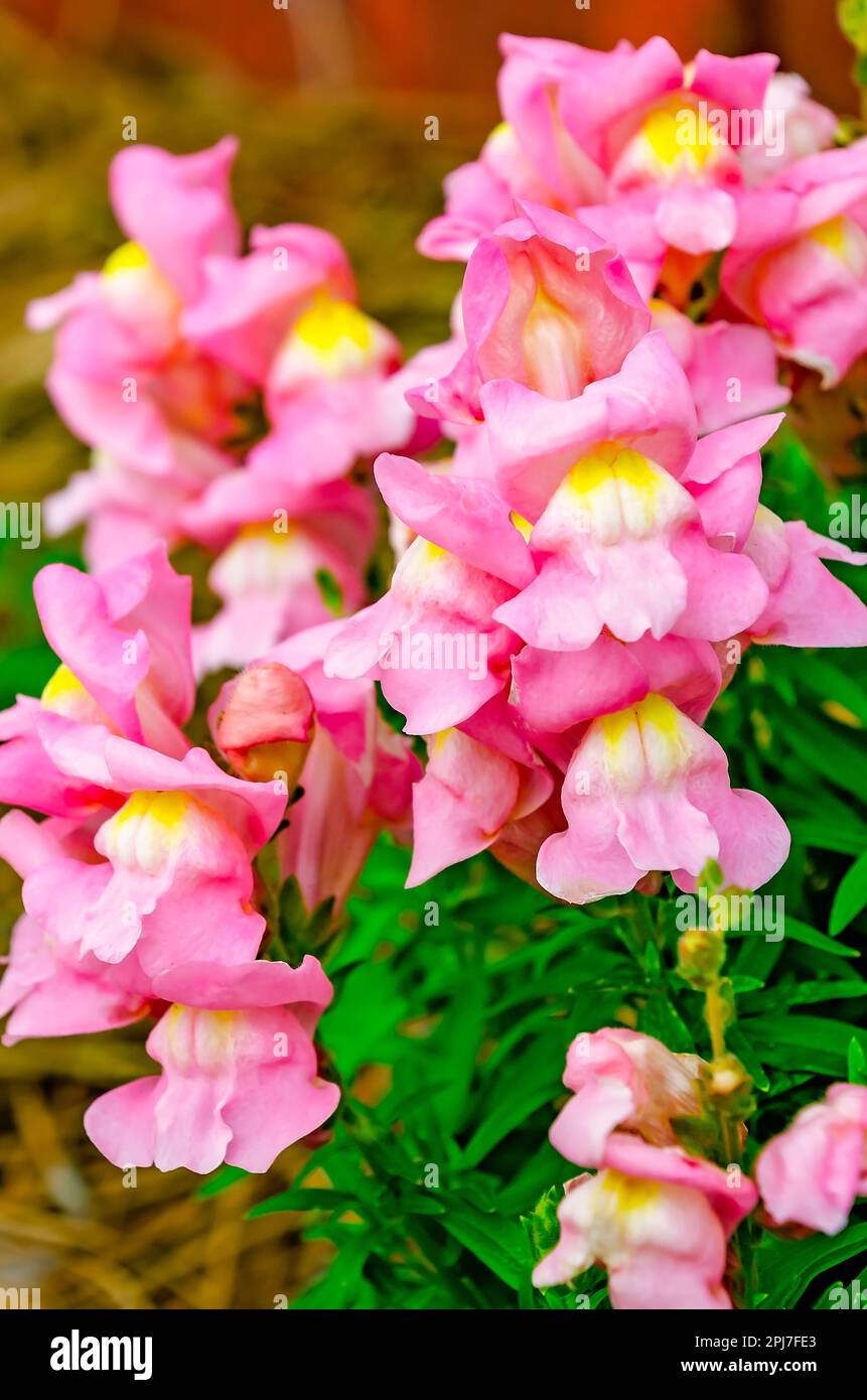 Pink snapdragons (Antirrhinum majus) bloom, March 29, 2023, in Wiggins, Mississippi. Snapdragons are flowering perennials popular with birds and bees. Stock Photo
