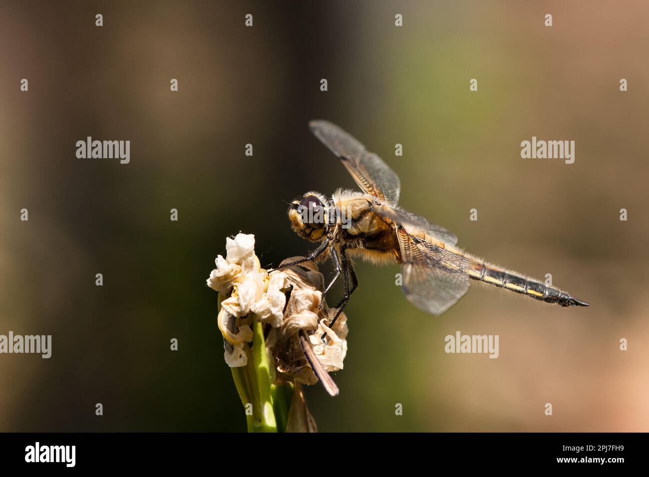 A brown dragonfly sits on the dry flower of an iris Stock Photo - Alamy