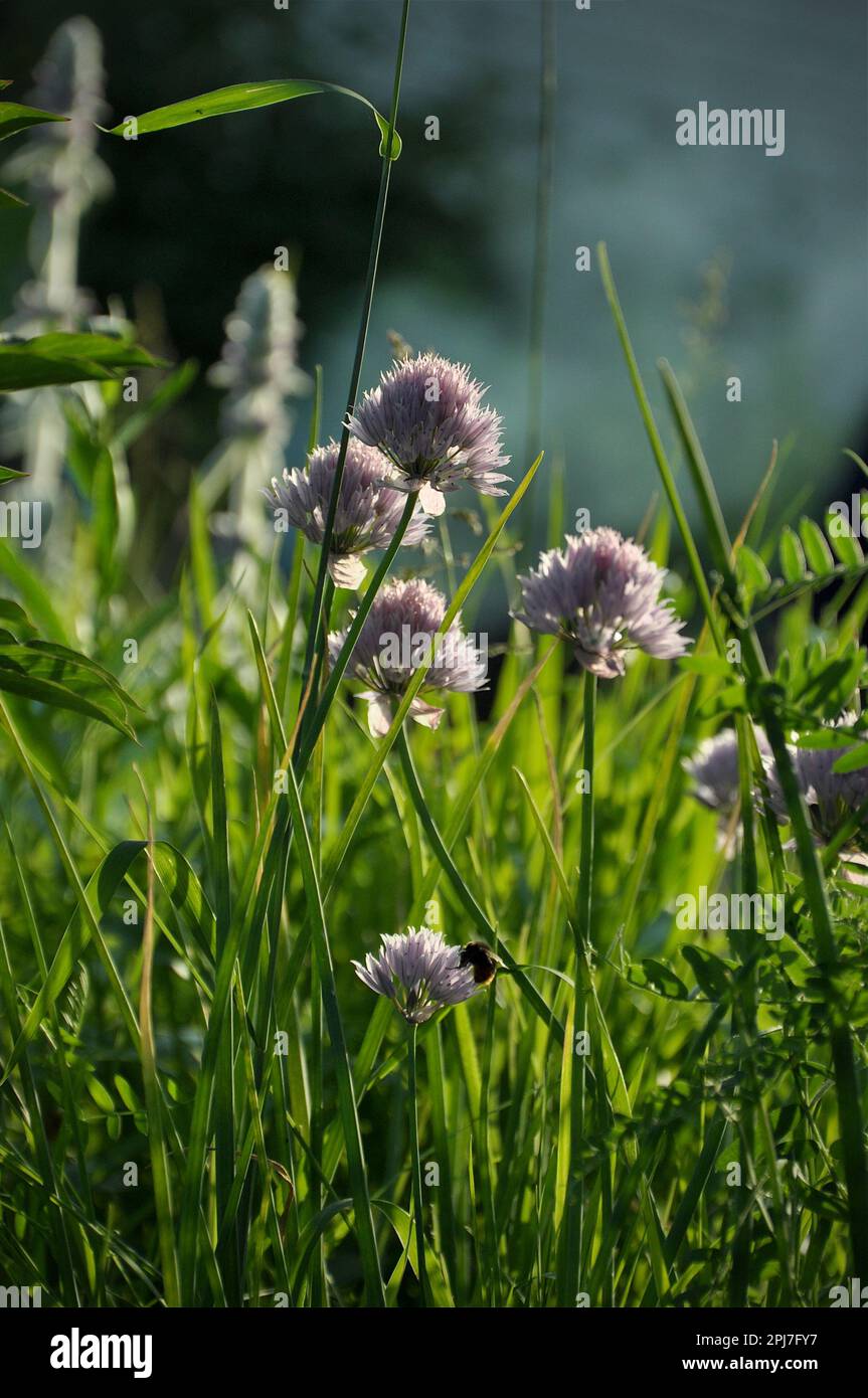 blooming onion on green meadow in sunlight Stock Photo