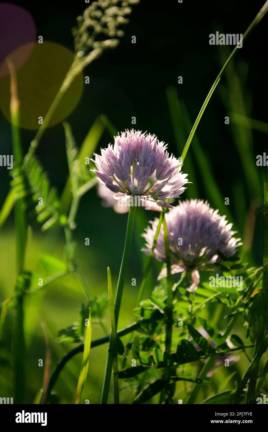 blooming onion on green meadow in sunlight Stock Photo
