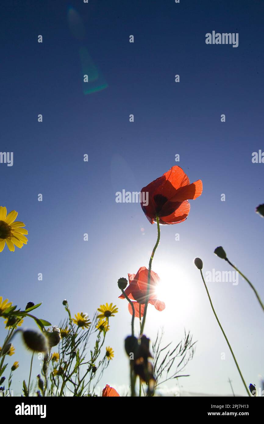 red poppy flower in the field papavero, (Papaverum rhoas). Alghero, Sardinia, Italy Stock Photo