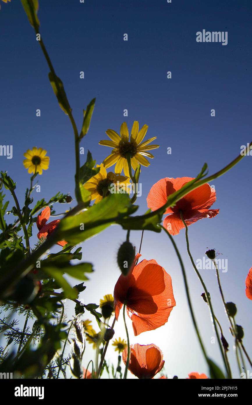 red poppy flower in the field papavero, (Papaverum rhoas). Alghero, Sardinia, Italy Stock Photo