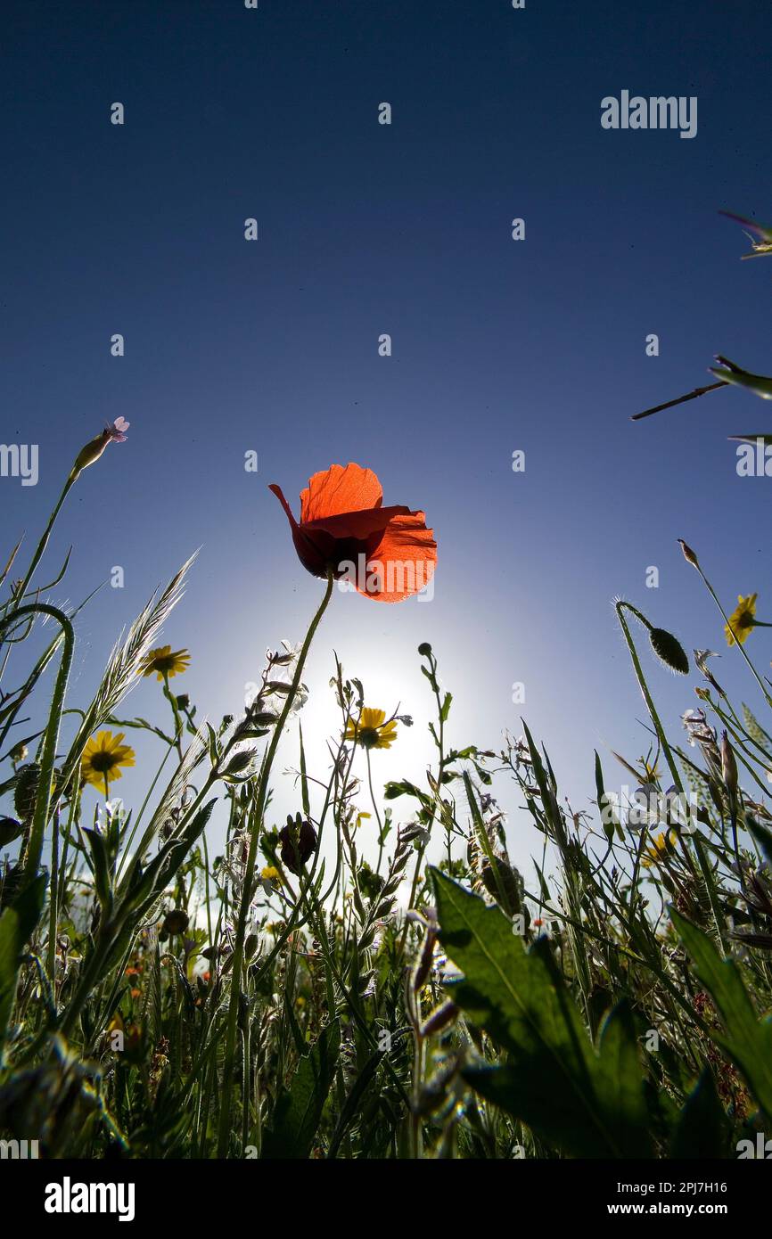 red poppy flower in the field papavero, (Papaverum rhoas). Alghero, Sardinia, Italy Stock Photo