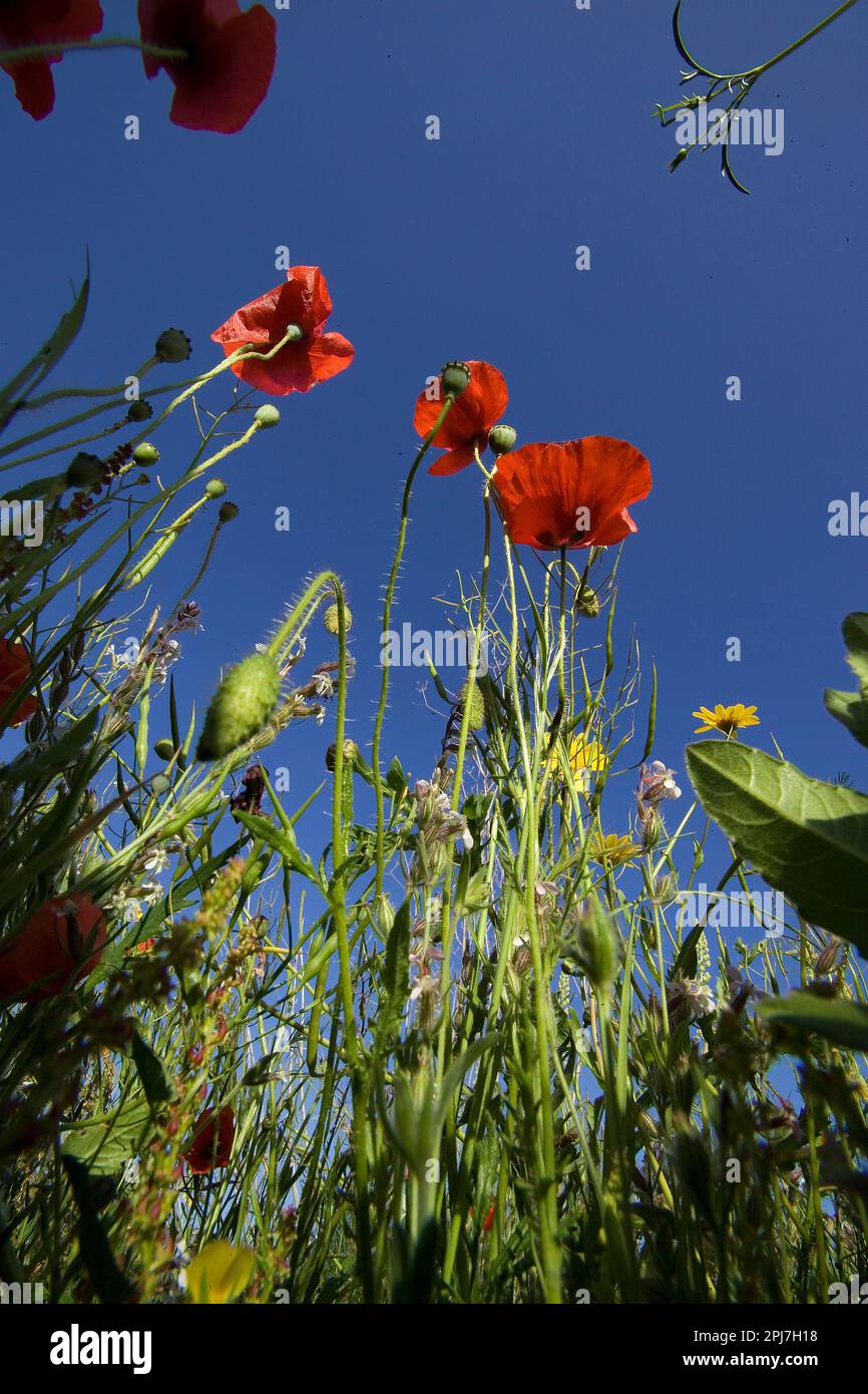 red poppy flower in the field papavero, (Papaverum rhoas). Alghero, Sardinia, Italy Stock Photo