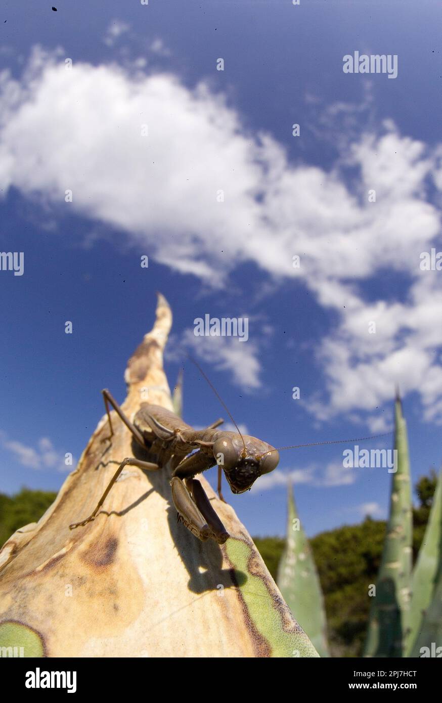 Mantide religiosa, Mantis religiosa, Alghero, Sardegna, Italia  Praying Mantis (Mantis religiosa), Sardinia, Italy Stock Photo