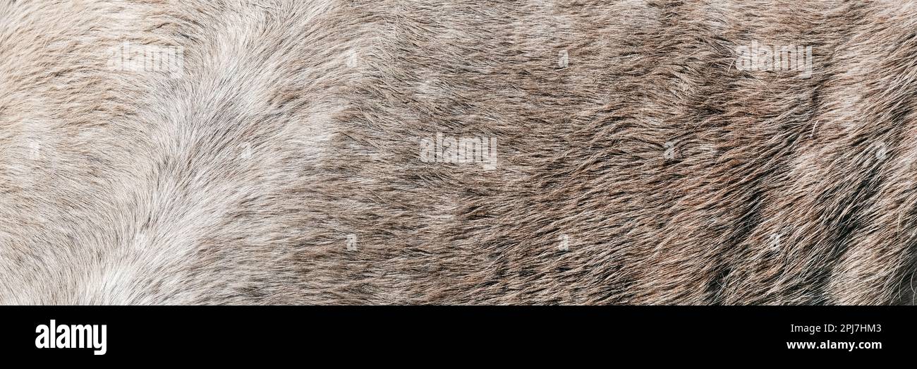 Texture of a grey spotted horse animal coat. Grey and white hair horse