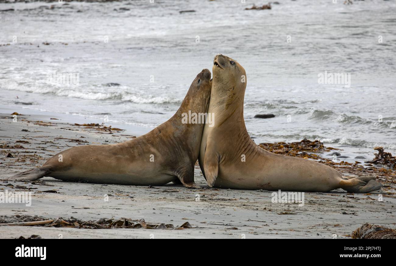 Two female Southern Elephant Seal, Mirounga Leonina, near Whale Point on The Falkland Islands. Stock Photo
