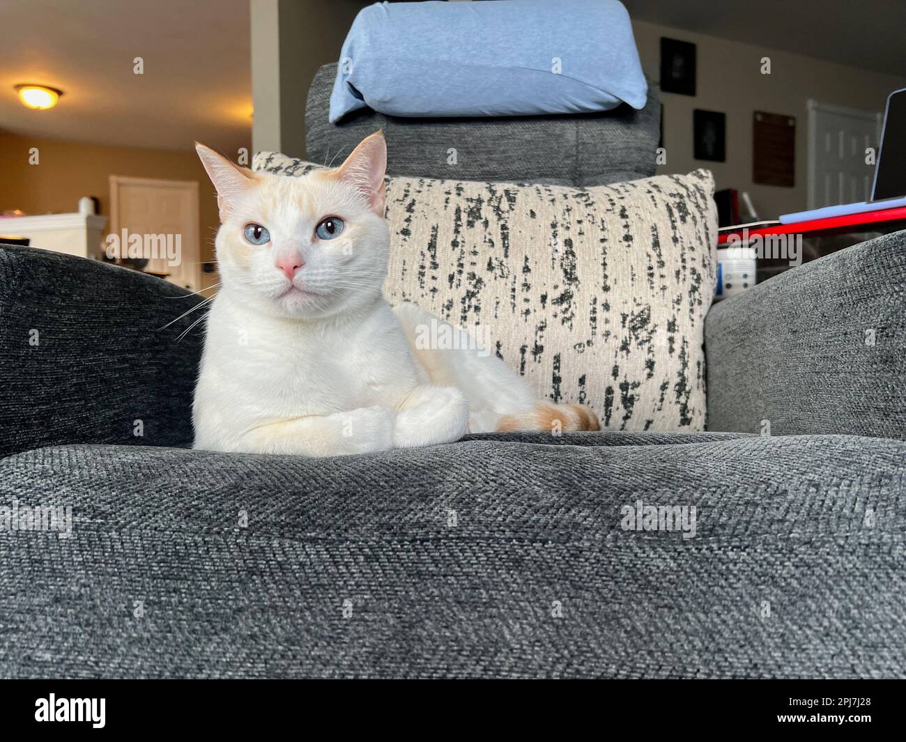 Mitzie the flamepoint Siamese Stock Photo