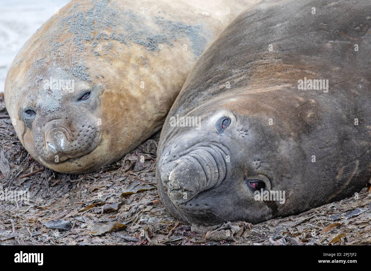 A male and female Southern Elephant Seal, Mirounga Leonina, near Whale Point on The Falkland Islands. Stock Photo