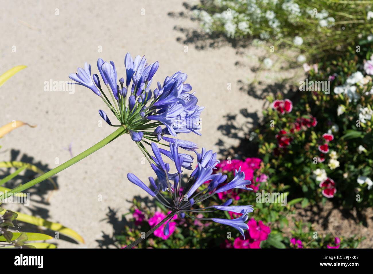Agapanthus praecox blossoms on a floral backdrop with blank space Stock Photo