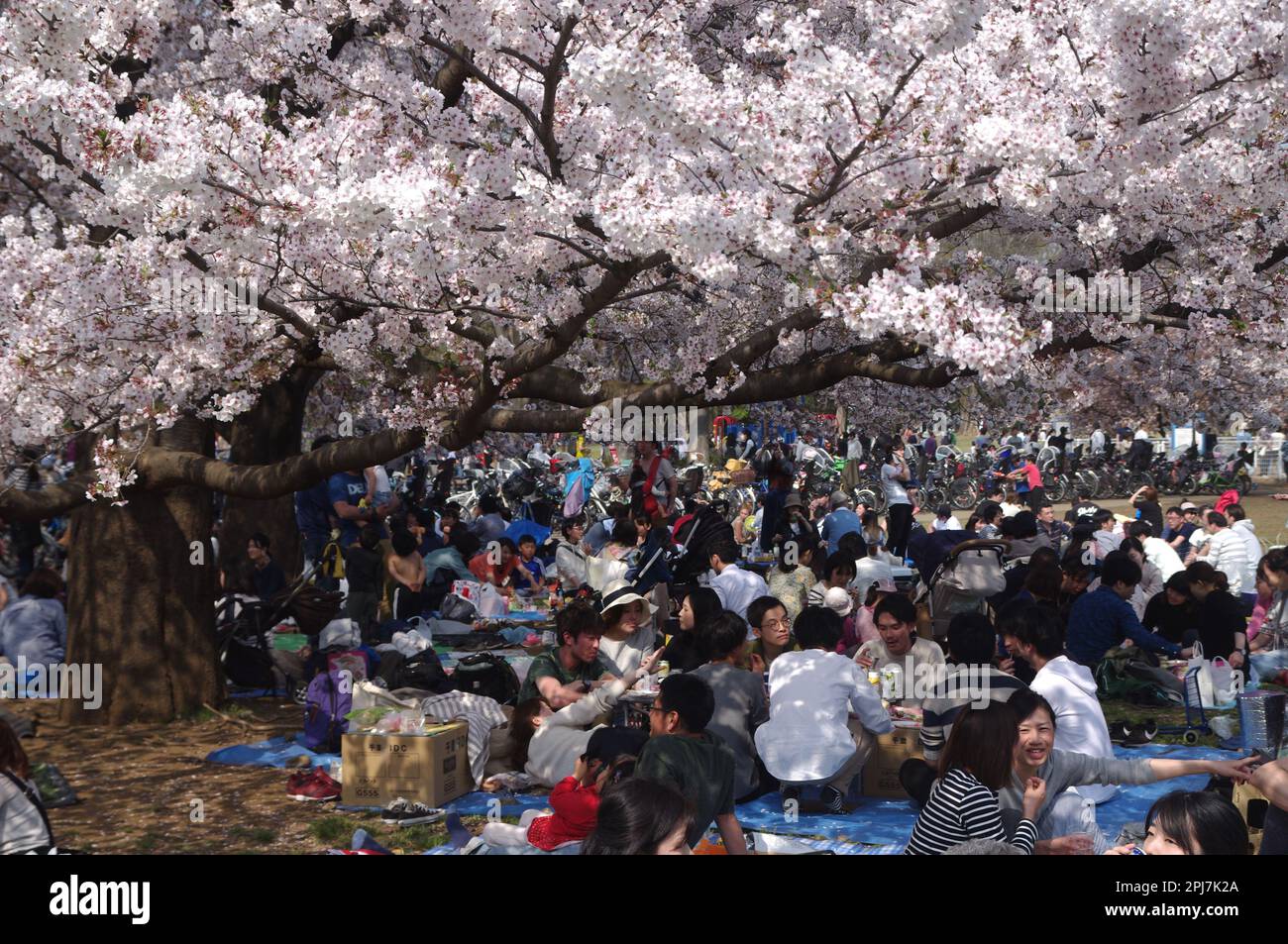 Cherry Blossom Hanami Picnic in Tokyo, Japan Stock Photo