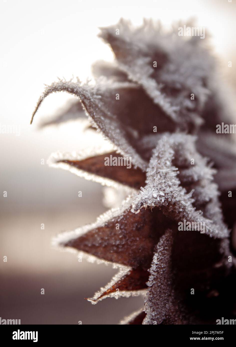 Nature Photography Winter Sunflower Frost Stock Photo