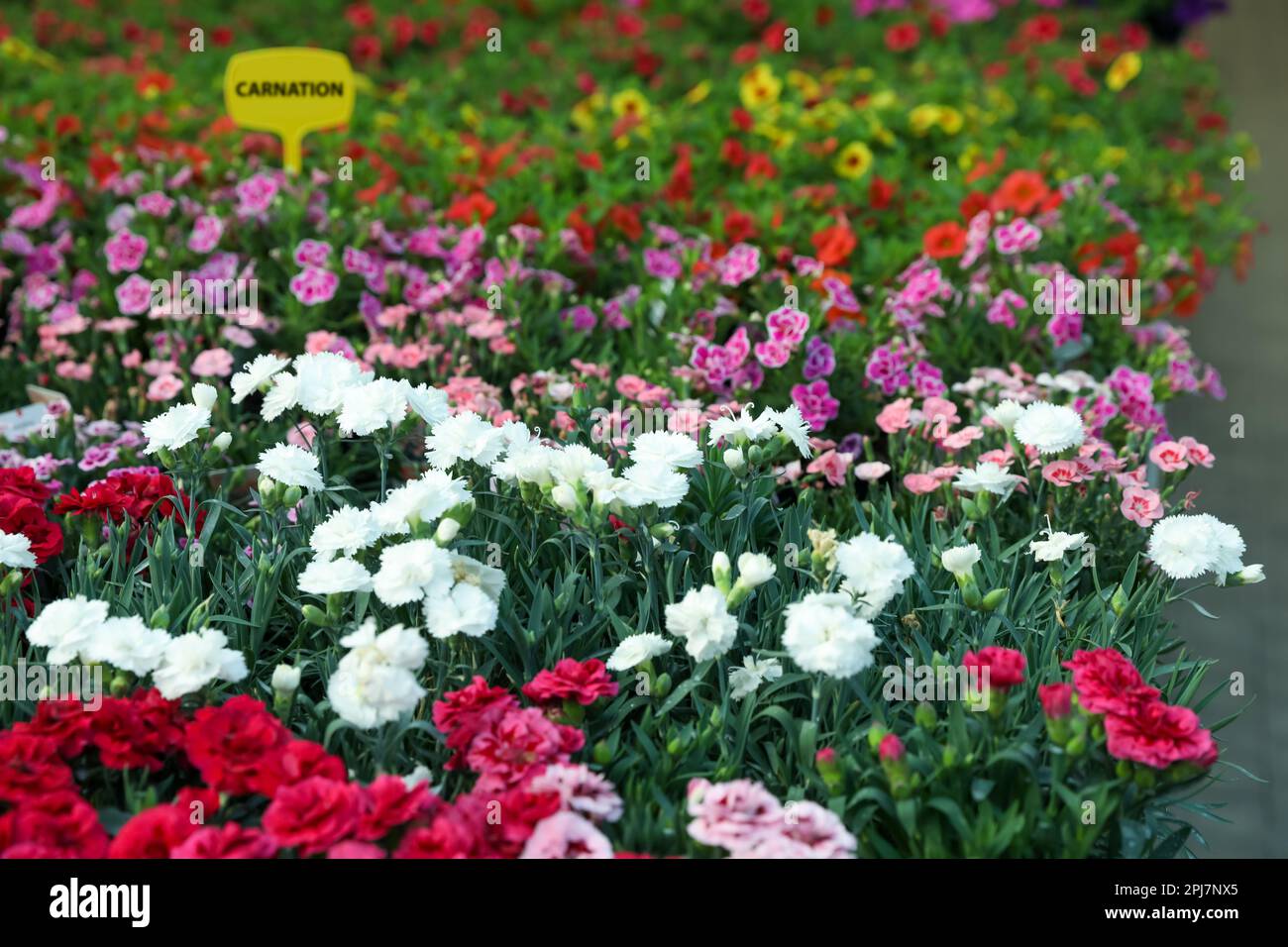 Many beautiful colorful carnations in garden center Stock Photo Alamy
