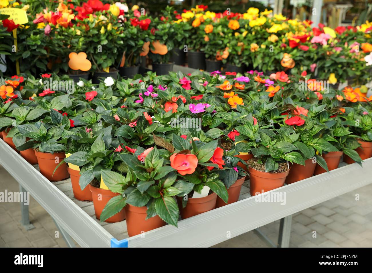 Beautiful blooming potted impatiens plants on table in garden center Stock Photo