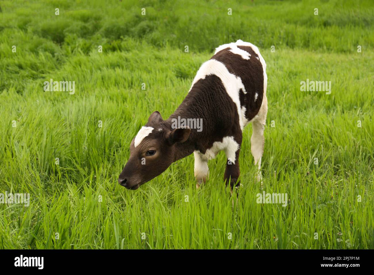 Black and white calf grazing on green grass Stock Photo - Alamy