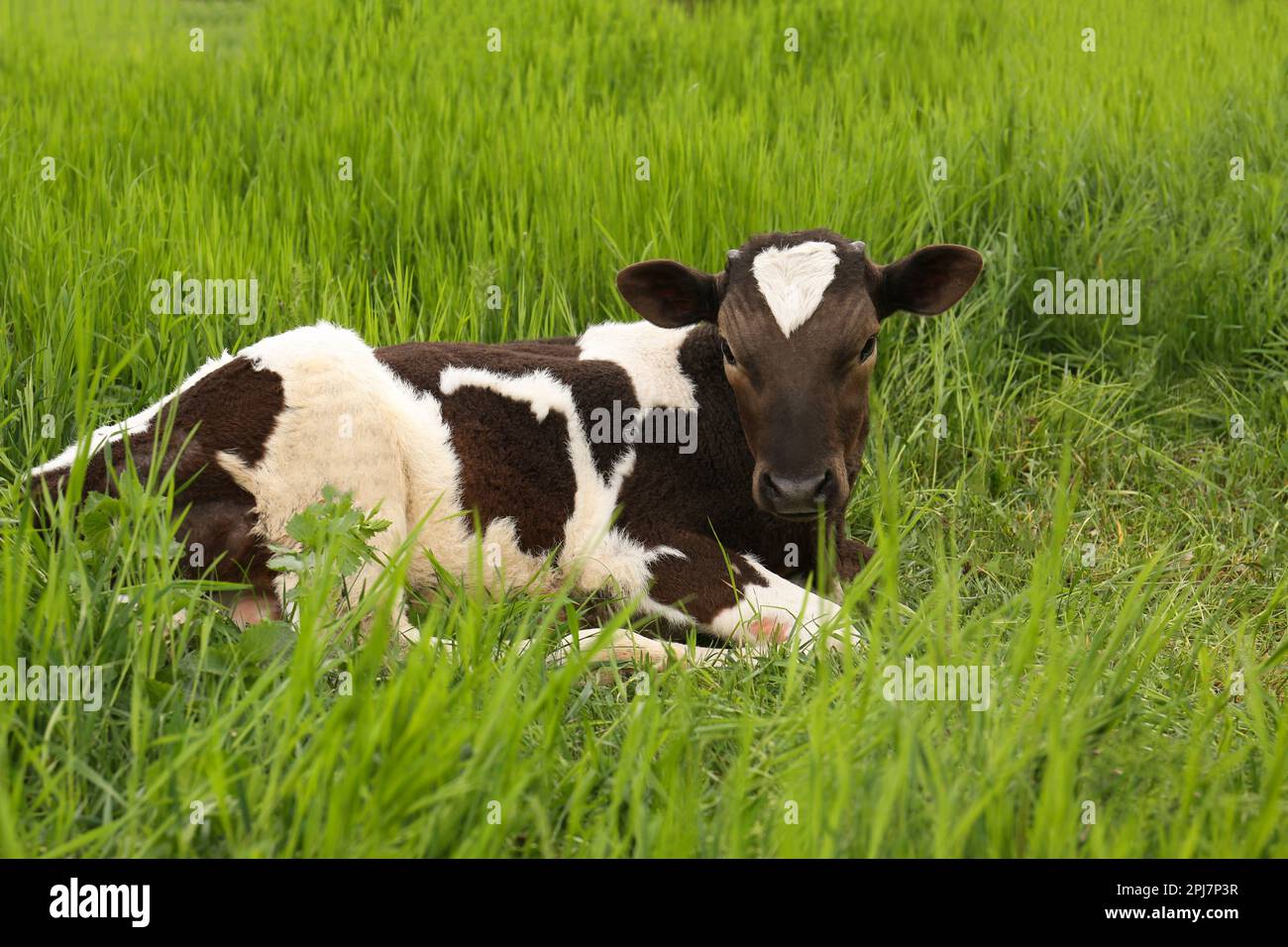Black and white calf lying in green grass Stock Photo - Alamy