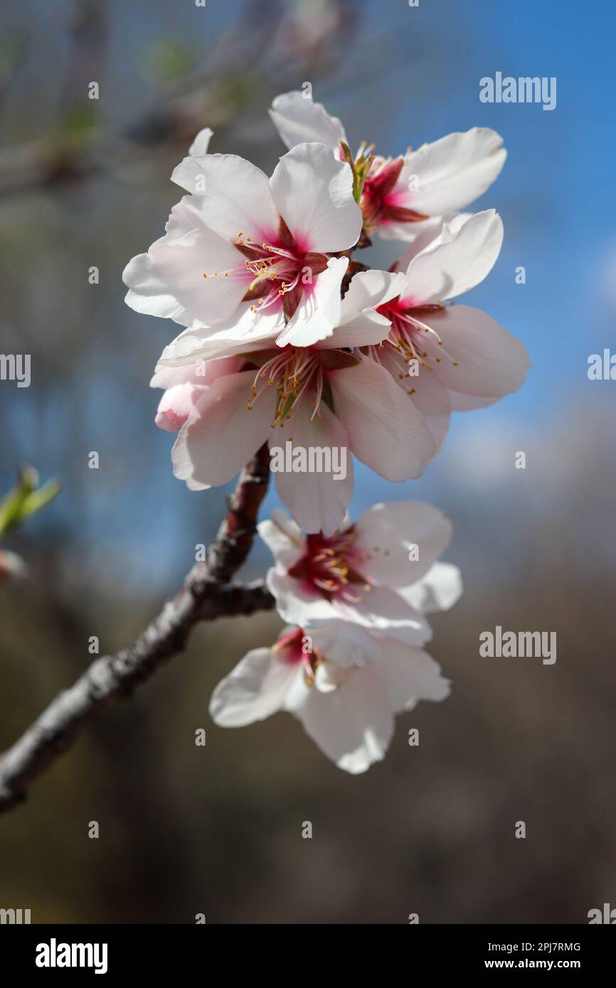 Close up of some white peach blossoms at the Veteran's Oasis Park in Arizona. Stock Photo