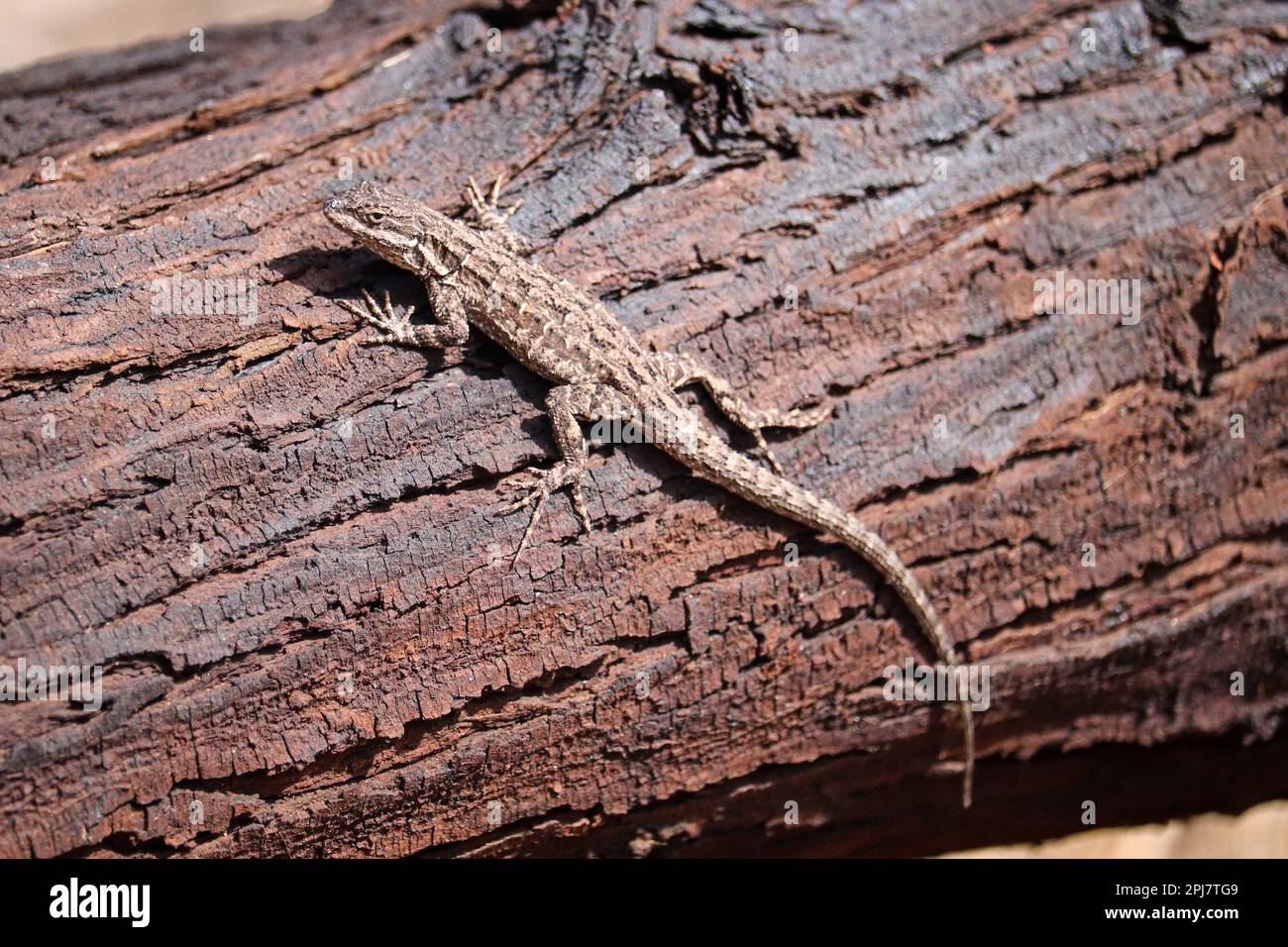 Ornate tree lizard or Urosaurus ornatus standing on a mesquite tree at the Riparian water ranch