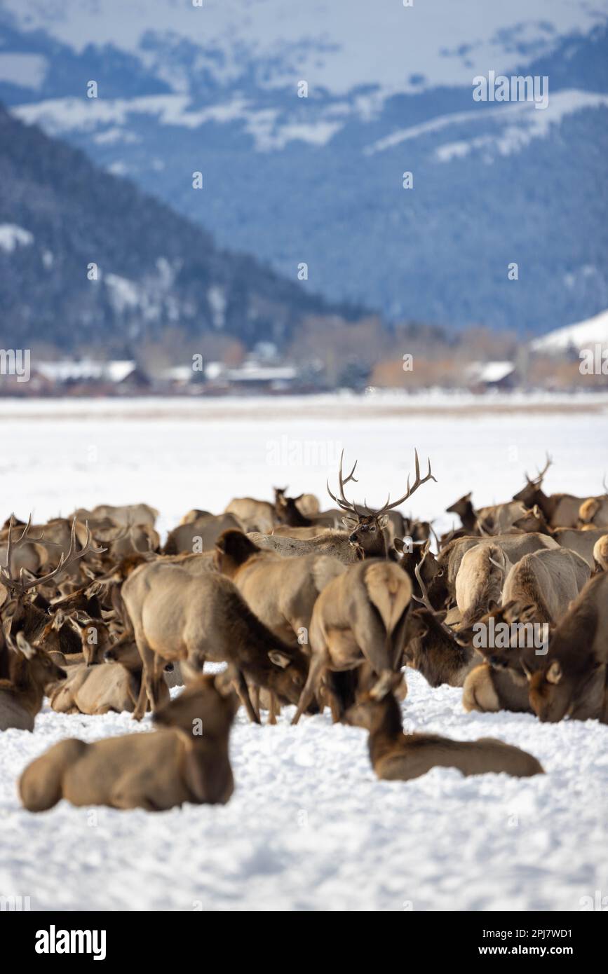 An elk herd standing below the town of Jackson and distant mountains