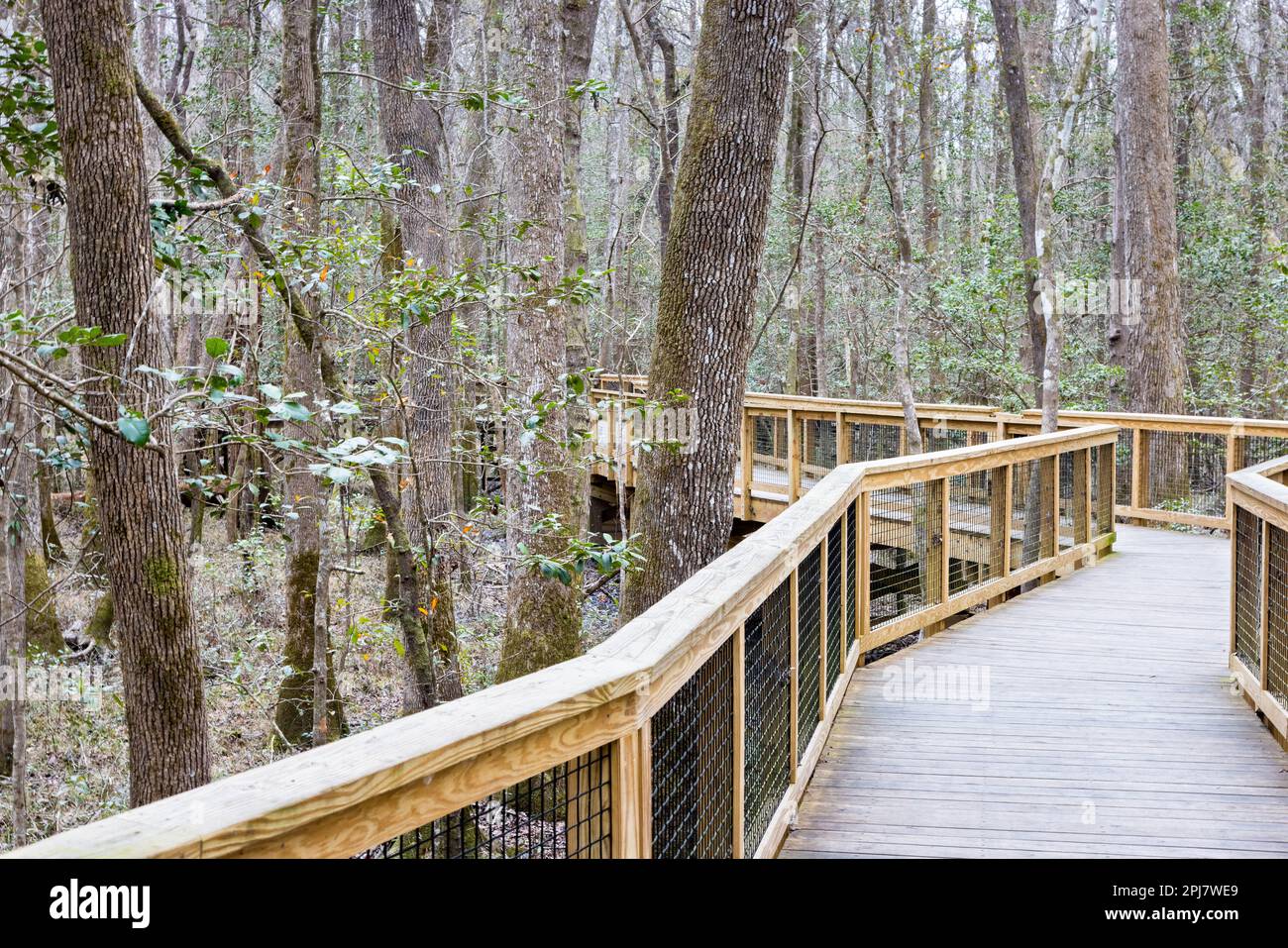 The Boardwalk Trail winding through a dense swamp forest. Congaree 