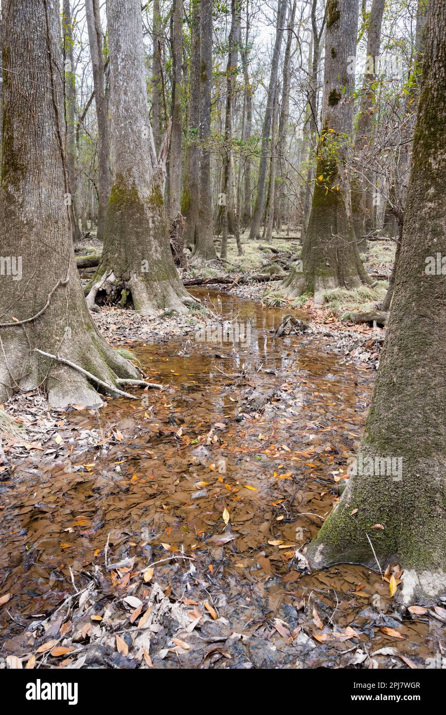 A small stream winding through tall swamp trees in the surrounding 