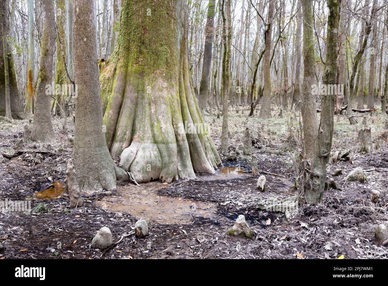 Cypress tree knees rising out of the ground around the truck of a