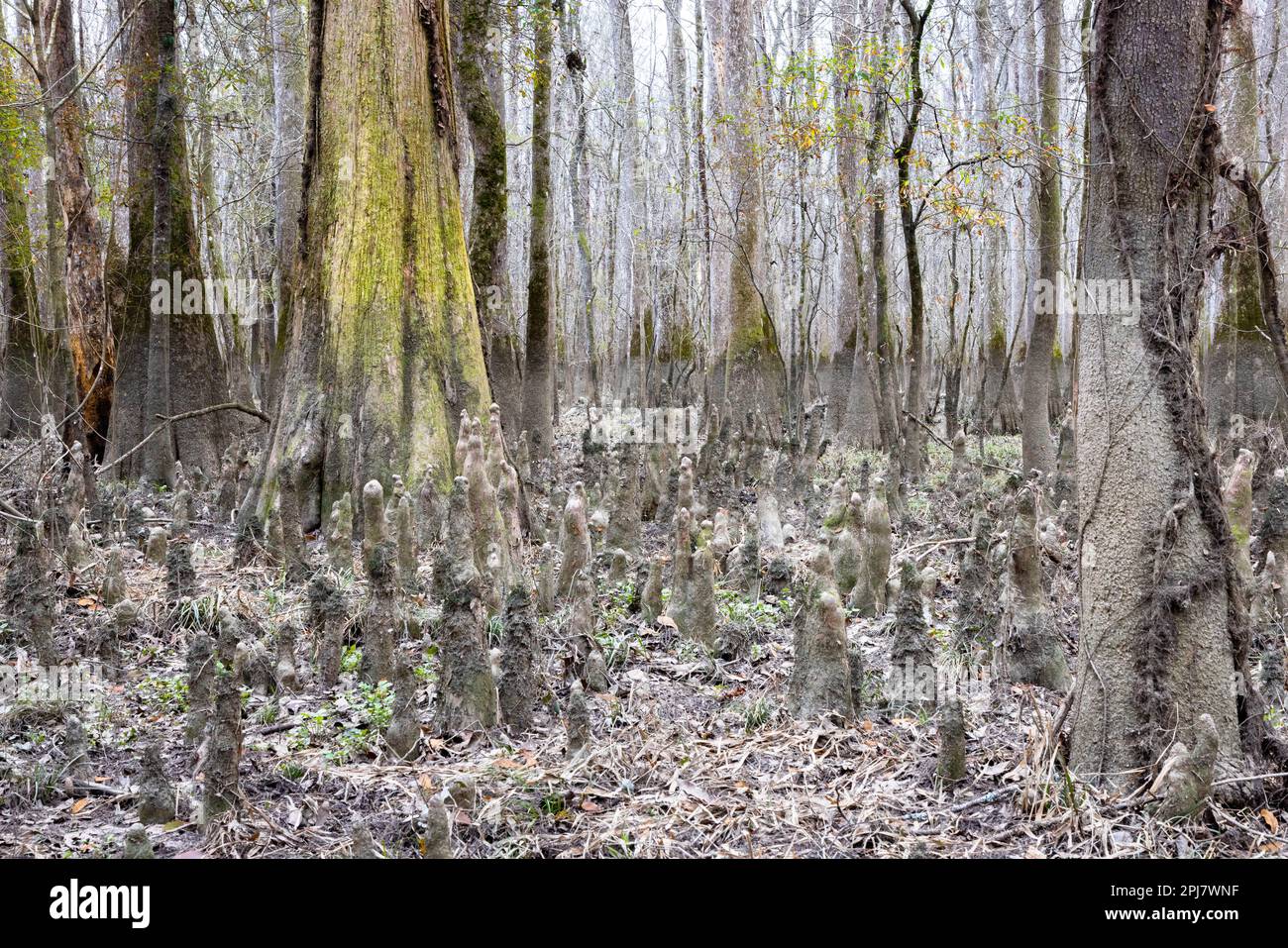 A cluster of cypress tree knees rising out of the swamp floor below
