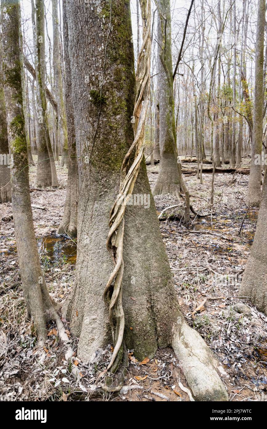 An old vine twisting up a large tree trunk along the Boardwalk Trail ...