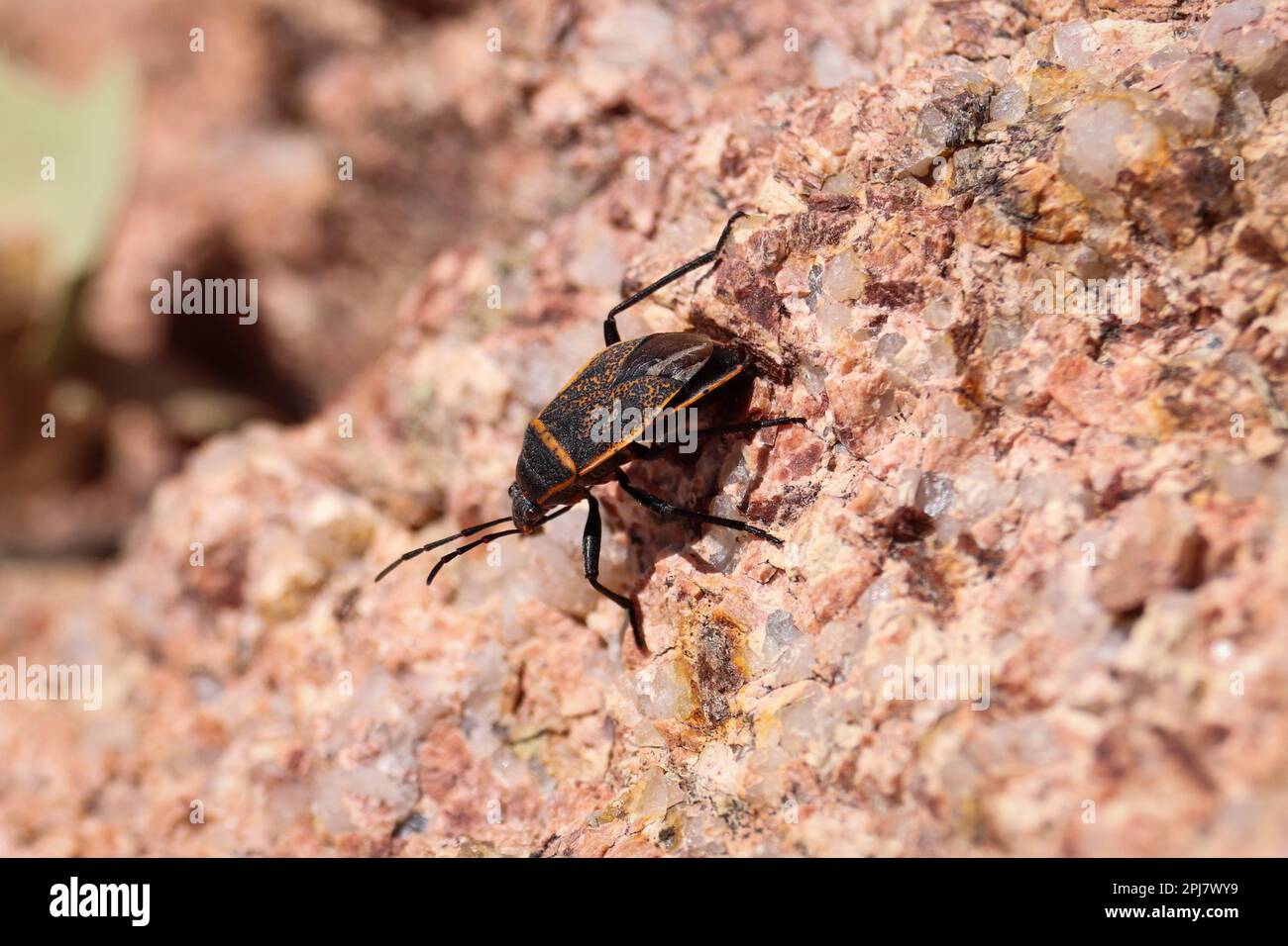 Arizona bug hi-res stock photography and images - Alamy