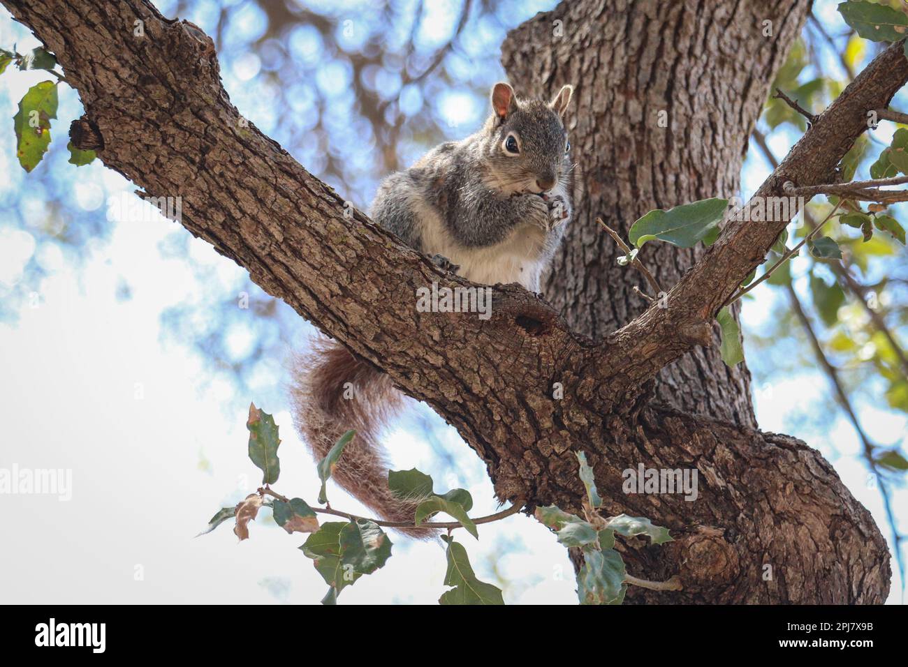 Arizona gray squirrel or Sciurus arizonensis standing in an oak tree eating at Rumsey Park in Payson, Arizona. Stock Photo