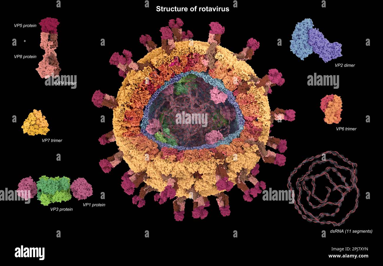 rotavirus-structure