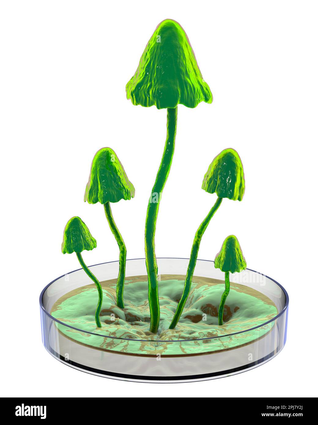 Mushrooms growing in laboratory, conceptual illustration Stock Photo