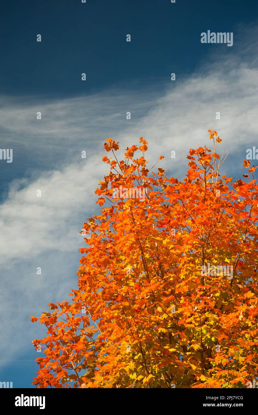 Bright orange sugar maple against the deep blue sky Stock Photo