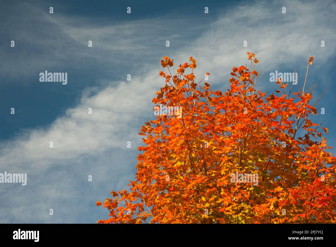 Bright orange sugar maple against the deep blue sky Stock Photo