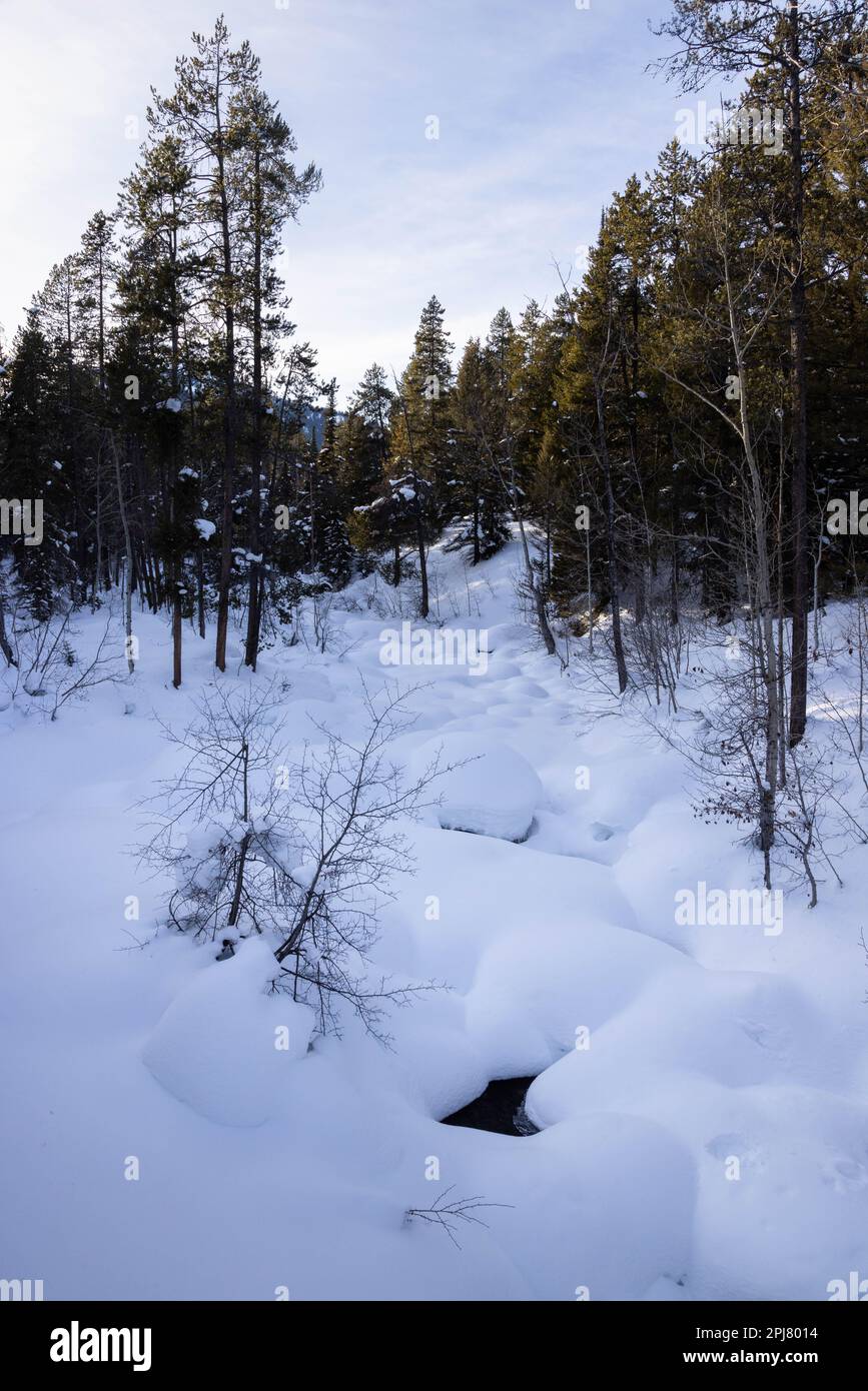 Lake Creek flowing toward the MooseWilson Road below several feet of