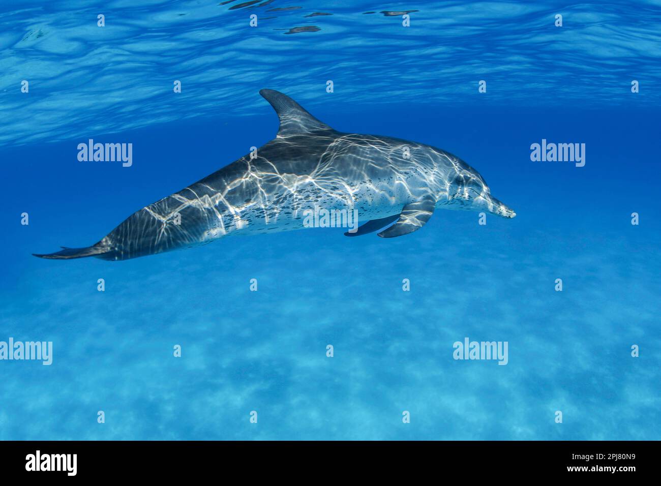 Atlantic Spotted Dolphin, Stenella frontalis, have been sighted in herds of several thousand, although they are more often found in smaller groups.  B Stock Photo