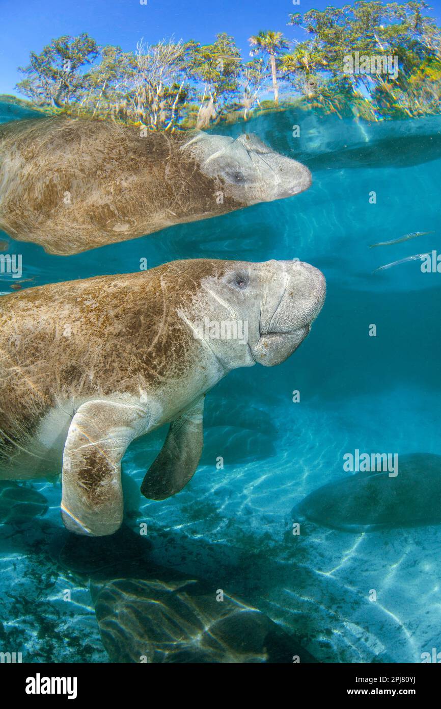 Endangered Florida Manatee, Trichechus manatus latirostris, at Three