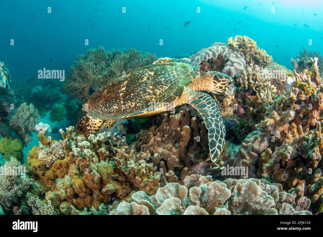 This critically endangered hawksbill turtle, Eretmochelys imbricata, is feeding on a sponge down in the reef, Philippines, Pacific Ocean. Stock Photo