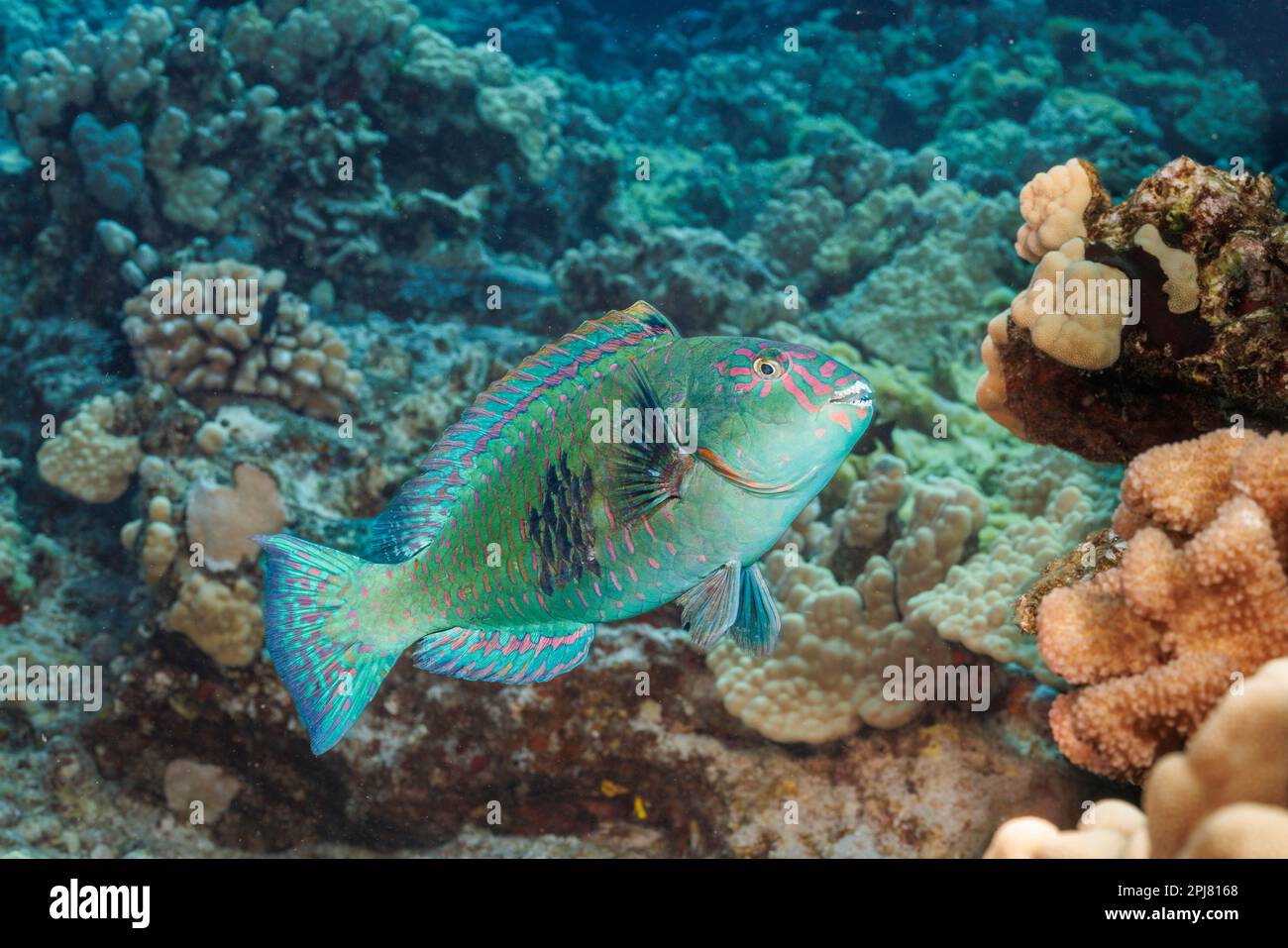 A terminal male stareye parrotfish, Calotomus carolinus, Hawaii. Stock Photo