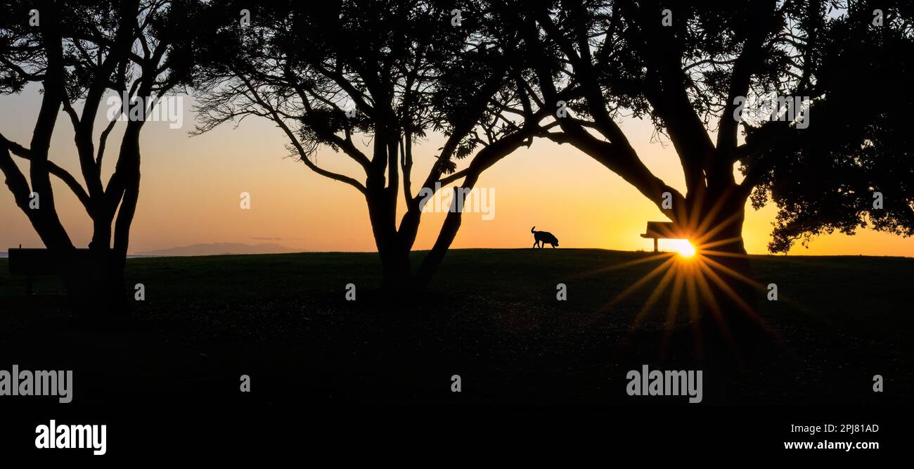 Silhouette image of a dog walking among Pohutukawa trees at sunrise, sun starburst shining through tree trunks. Milford beach. Auckland. Stock Photo