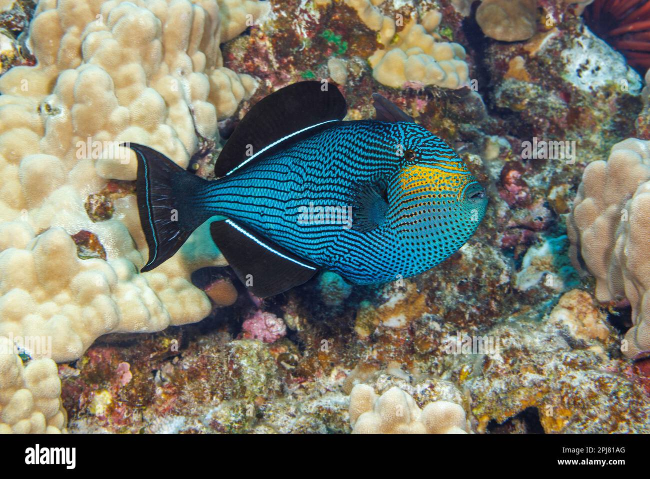 Black triggerfish, Melichthys niger, are often found in large schools over reef areas.  They are also known as black durgon, Hawaii. This individual i Stock Photo