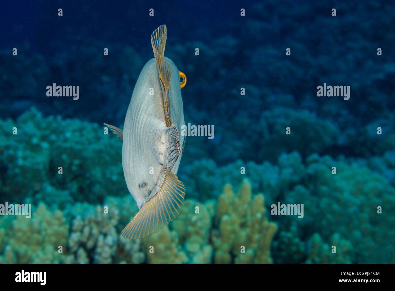 The barred filefish, Cantherhines dumerilii, reaches 15 inches in length and feed mainly on branching corals. This individual is using its independent Stock Photo