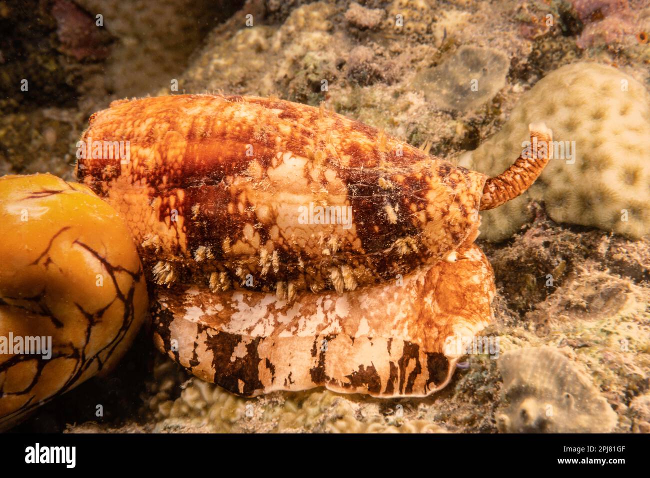 This geographic cone snail, Conus geographus, was photographed hunting on a reef at night, Indonesia. Stock Photo