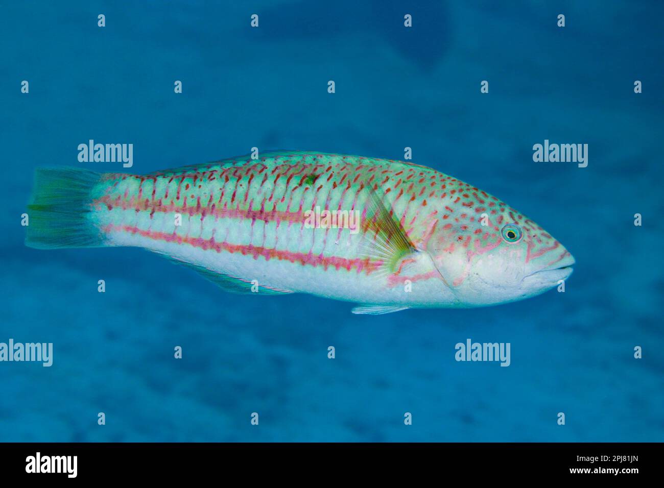 The surge wrasse, Thalassoma purpureum, is also known as the green-blocked wrasse, purple wrasse or red and green wrasse,  Rarotonga, Cook Islands, So Stock Photo