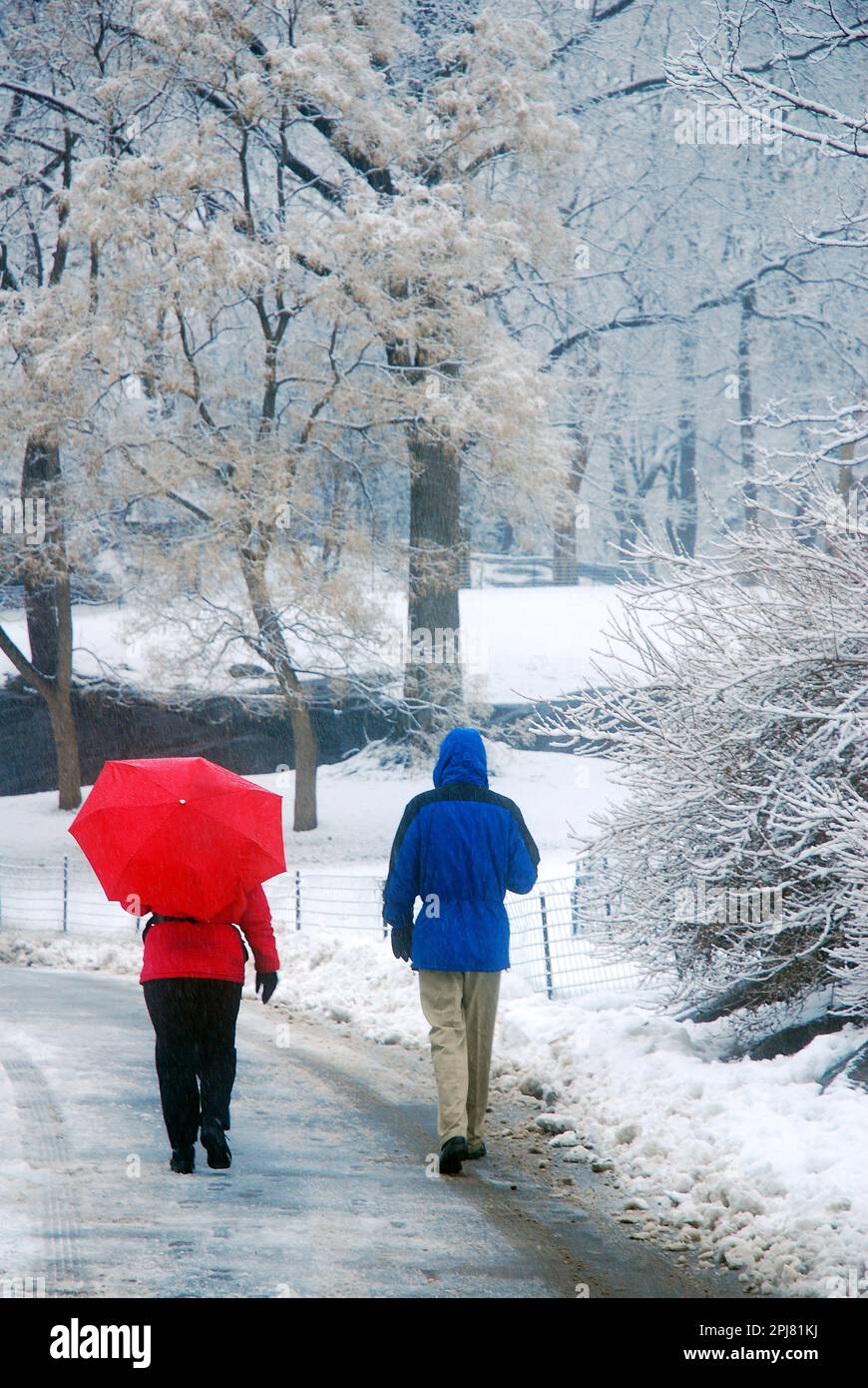 A couple wearing red and blue and carrying an umbrella, walks through Central Park during a strong snow storm in New York City Stock Photo
