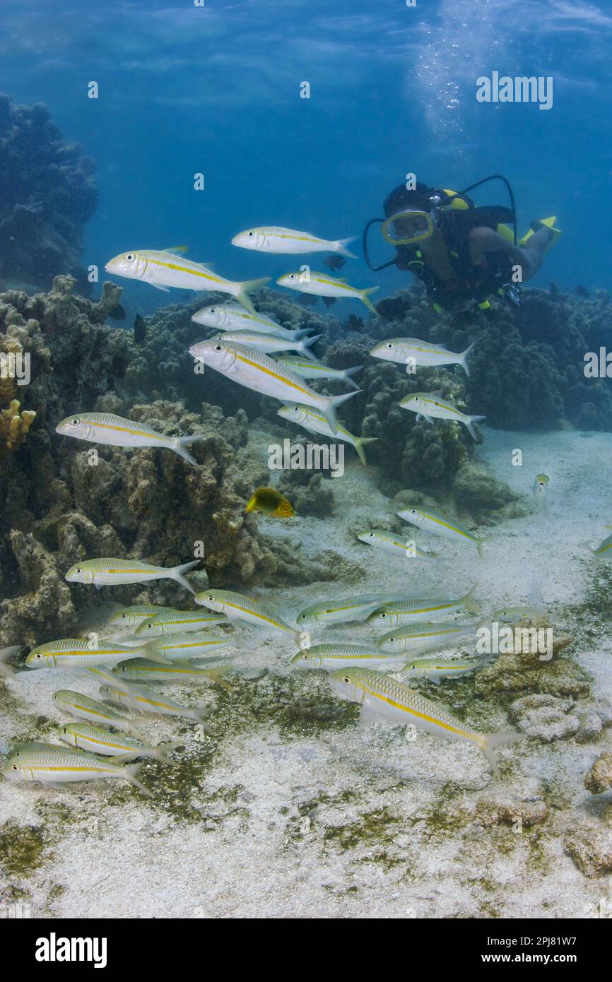 Diver (MR) and reef scene with yellowstripe goatfish, Mulloidichthys flavolineatus, Rarotonga, Cook Islands, South Pacific. Stock Photo
