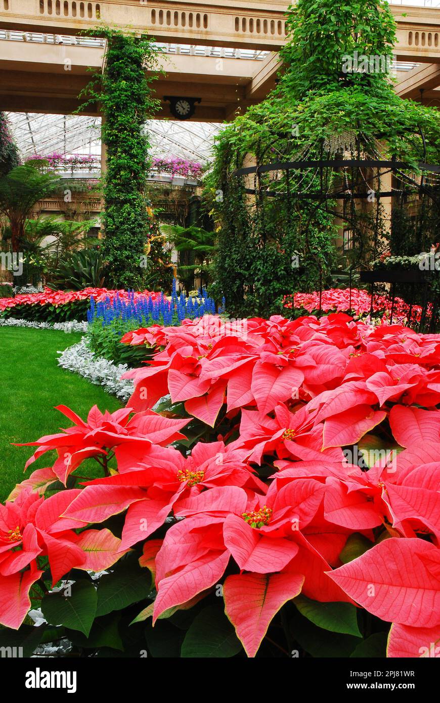 Christmas Poinsettias are on Display in the atrium of the Longwood