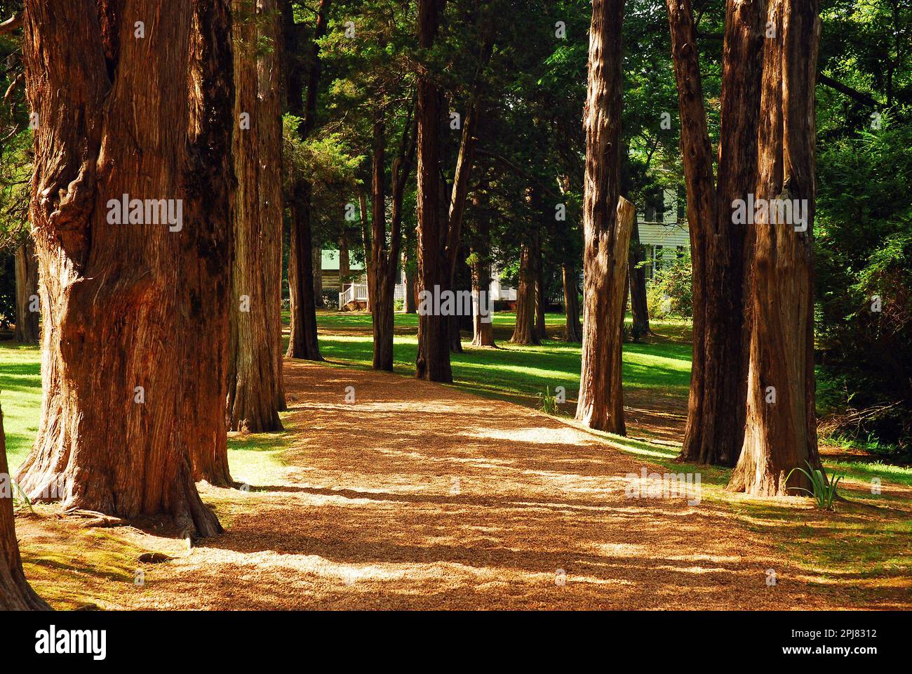 Oak trees line a path that leads to Rowan Oak, William Faulkner's home in Oxford, Mississippi Stock Photo