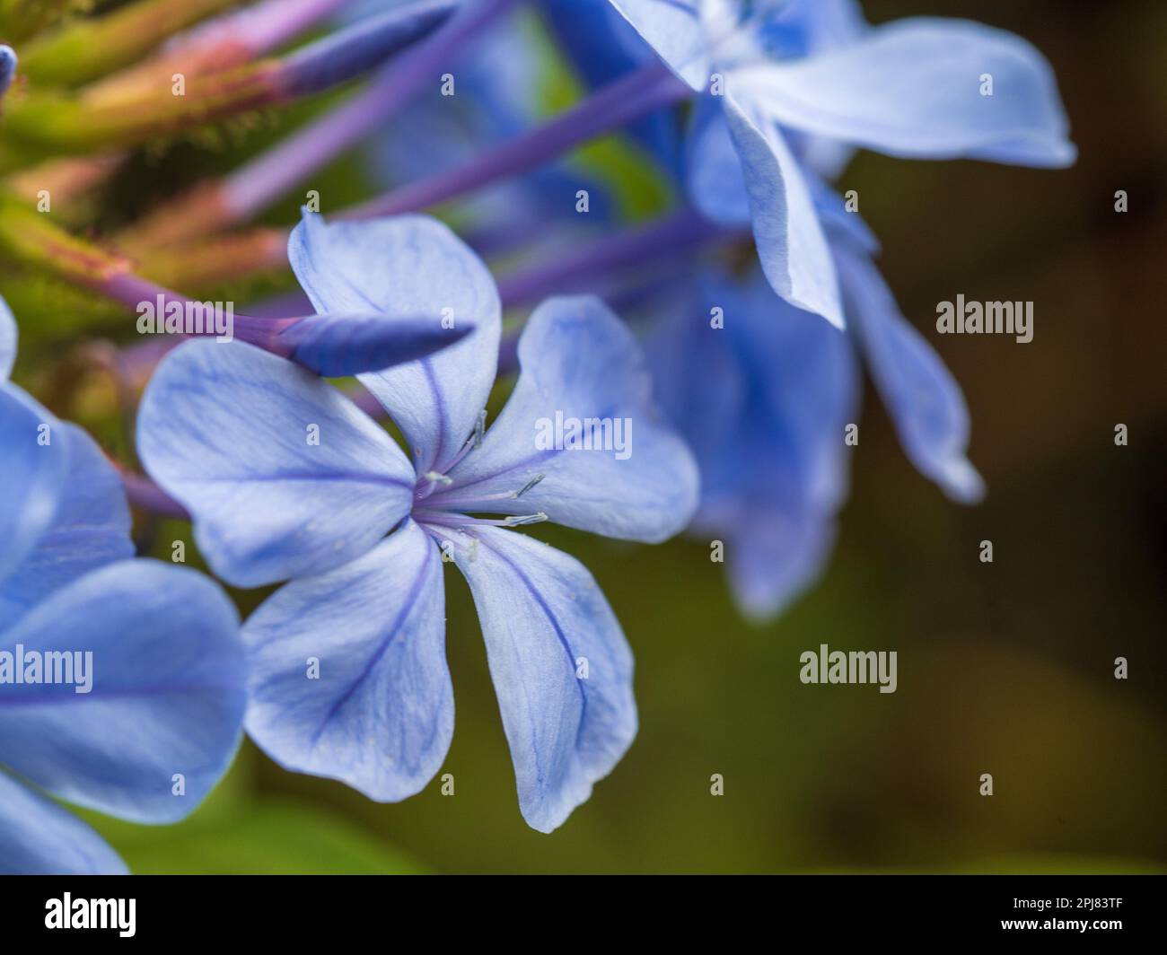 Devine blue Plumbago Flowers and buds in bloom, closeup, Australian ...