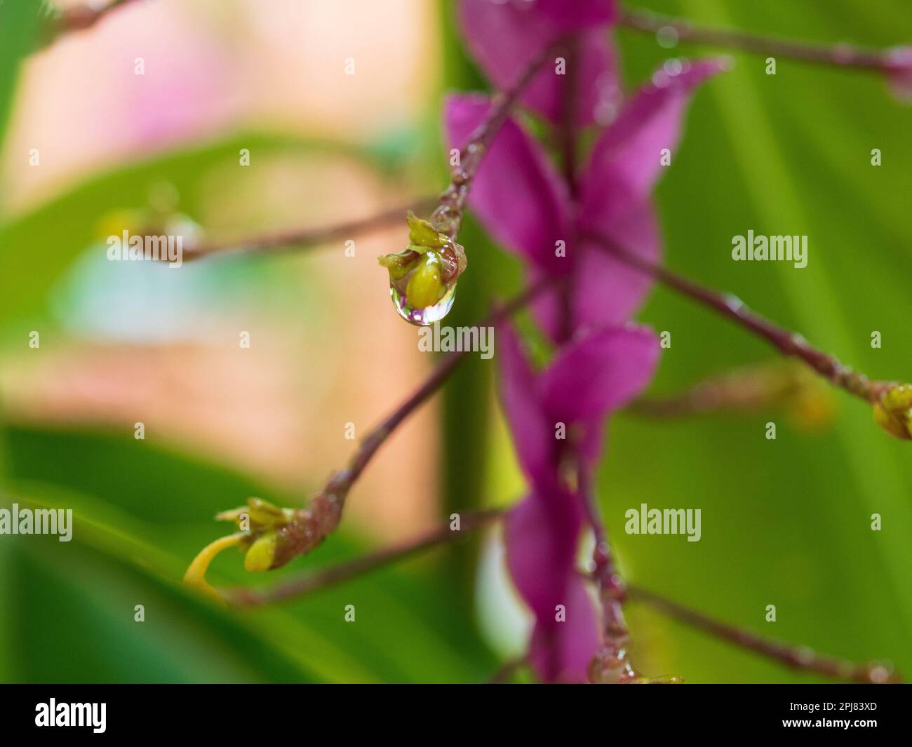 Ornamental Ginger plant Globba Red Dragon, a yellow flower bud within a glistening water drop  deep pink bracts and green leaves in background Stock Photo